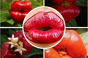 Psychotria elata - Smyslný polibek - 100 semen a poštovné ZDARMA!