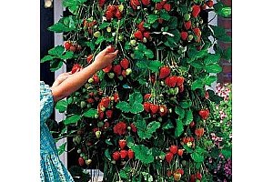 300 kusů semínek popínavé jahody a poštovné ZDARMA!