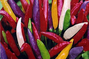 Semena barevných chilli papriček - 100ks a poštovné ZDARMA!