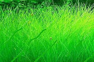 Semena akvarijní trávy - 1 000 kusů a poštovné ZDARMA!