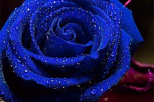 Semínka modré růže - 100 kusů a poštovné ZDARMA!