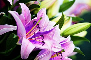 Semínka lilie - fialová barva -100 kusů a poštovné ZDARMA!