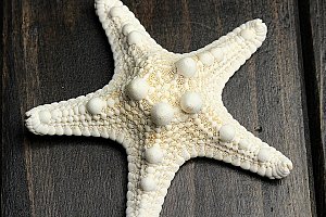 Dekorace v podobě mořské hvězdice - bílá a poštovné ZDARMA s dodáním do 2 dnů!