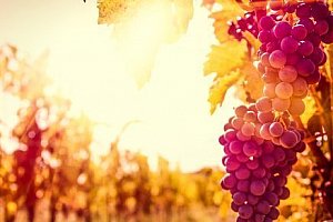 Jižní Morava: vinařský pobyt s neomezenou konzumací vína v penzionu V Zahraničí
