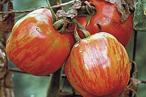 20 ks semínek barevně žíhaných rajčat a poštovné ZDARMA!