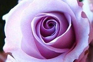 Světle fialová růže - 50 semínek a poštovné ZDARMA!
