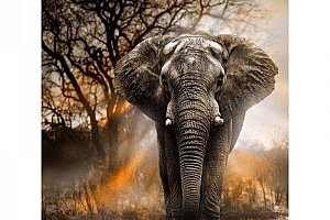 DIY 5D obraz z kamínků - Slon africký a poštovné ZDARMA!