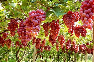 Červené hroznové víno - 30 semínek a poštovné ZDARMA!