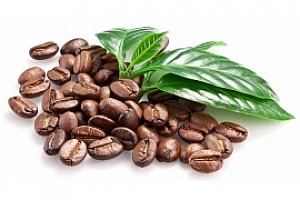 Semínka kávového zrna - 20 kusů a poštovné ZDARMA!