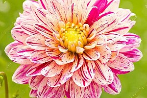 Semena chryzantémy 100 kusů - různé barvy a poštovné ZDARMA!