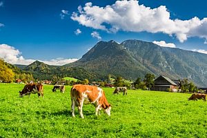 Rakouské Alpy u Hochkaru v českém pensionu Sun se snídaní a půjčením kol