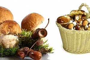 Pěstební mix osmi druhů lesních hub. Na houby už nemusíte chodit do lesa, vypěstujte si vlastní.