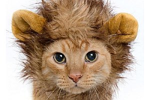 Lví hříva s ušima pro kočky