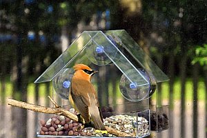 Krmítko pro ptáky s přísavkou na sklo