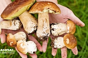 Podzimní sadba hub - 8 druhů v balení: 1 až 4 balení vč. pošty