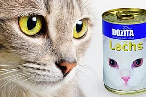 Konzerva Bozita Cat losos - krmivo pro kočky