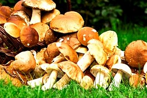 Sadba lesních hub - 2 balení mixu osmi druhů lesních hub za jedinečnou cenu.