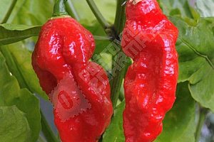 Semínka 3. nejpálivější chilli papričky na světě