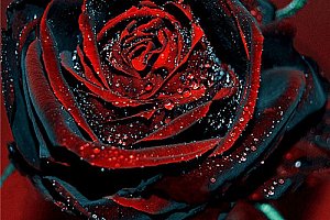 Sazenice červeno-černé růže