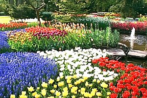 Jarní zájezd pro 1 osobu za tulipány do Holandska na 1 den. Keukenhof, Amsterdam, větrné mlýny aj.
