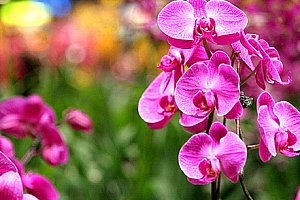 Mezinárodní výstava orchidejí, velikonoční trhy a výprodeje. Zájezd pro 1 osobu včetně dopravy.