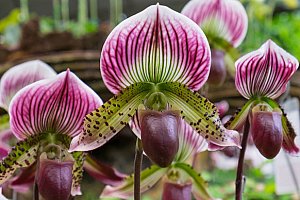 Jarní Drážďany s největší výstavou orchidejí v Evropě