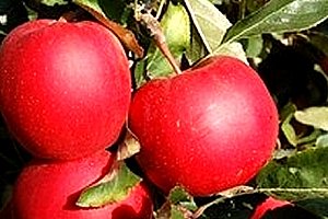 Ovocné stromky, 3 ks různé odrůdy jabloně, hrušky, švestky, meruňky, broskve nebo třešně.