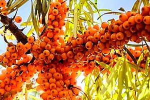 Rakytník řešetlákový (Friesdorfer Orange) samosprašný 3 sazenice vzrostlé dvouleté rostliny.