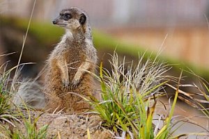 Německo: Norimberk s celodenní vstupenkou do zoologické zahrady se 300 druhy zvířat + ubytování v hotelu
