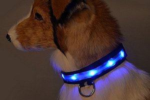 LED svítící obojek pro psy - 5 barev a poštovné ZDARMA!