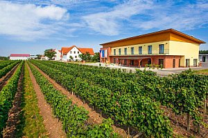 Jižní Morava: Velké Bílovice ve Vinařství Skoupil s degustací 6 vzorků vín, slevou na zapůjčení kol + snídaně