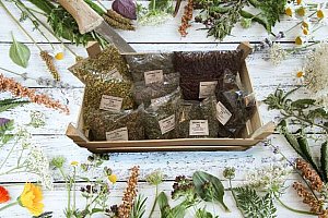 Léčivé bylinky pro přípravu čajů, nálevů či odvarů